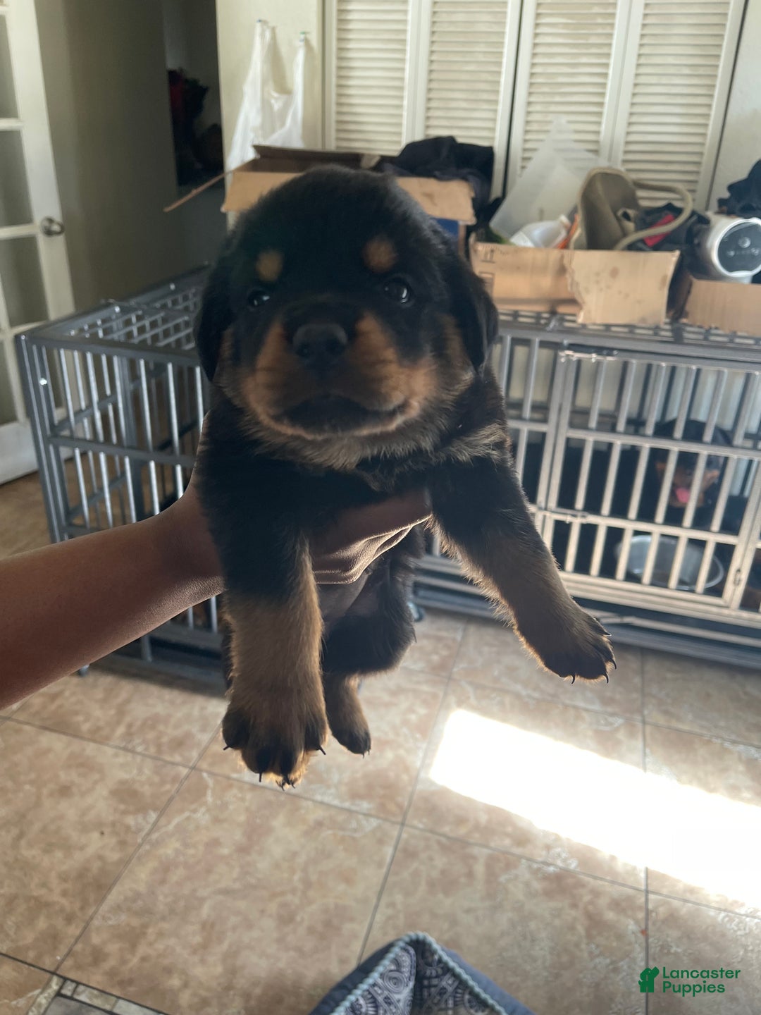 Rottweiler dogs for sale: 2nd Pick Male - Ad 6