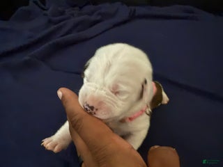 Mixed Breed dogs - Ad 21