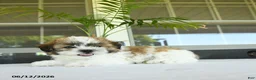 Teddy Bear dogs for sale: Kyle - Ad 4