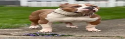 American Bully dogs for sale: Mia - XL American Bully Puppy  - Ad 7