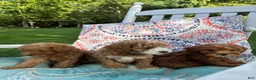 Mini Goldendoodle dogs for sale: Princess - Ad 22