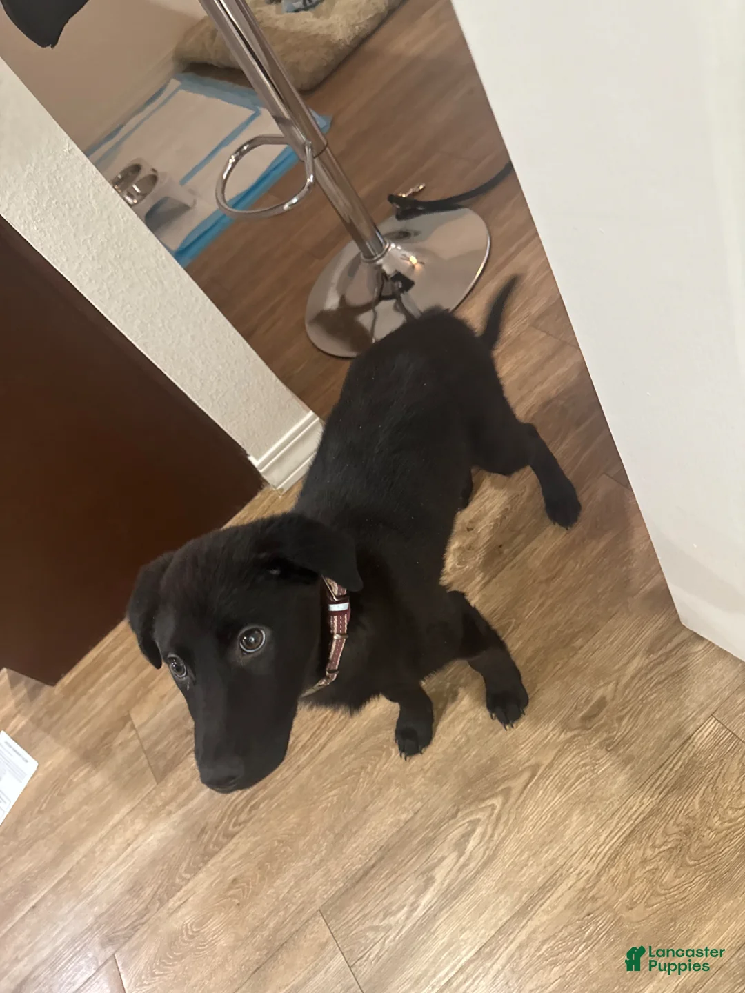 German Shepherd dogs for sale: German Shepherd Puppy 1 - Ad 2