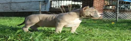 American Bully dogs for sale: Remble  - Ad 5
