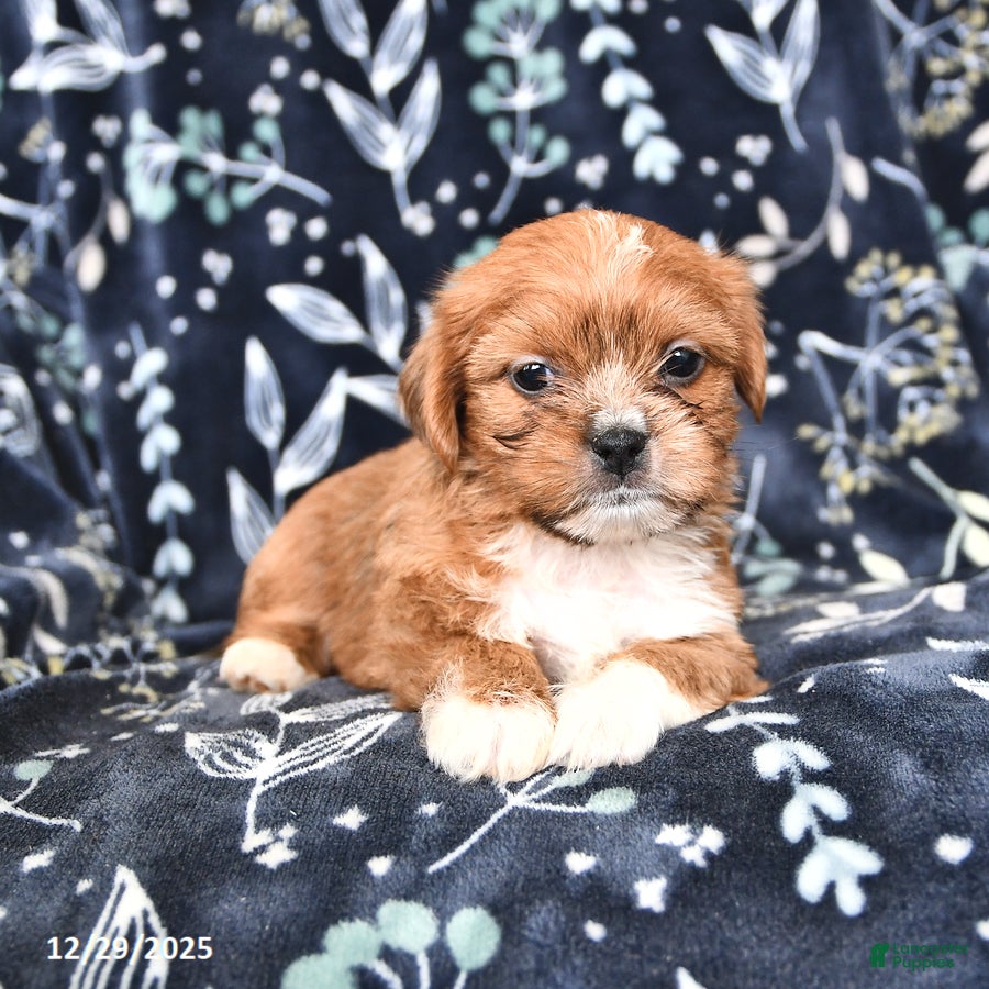 Shorkie dogs Charlie - Ad 2