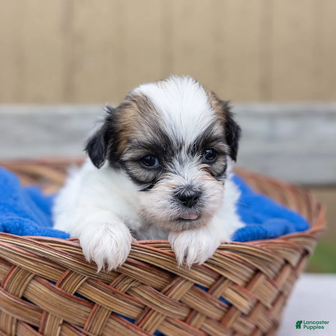 Teddy Bear dogs for sale: Birch - Ad 2