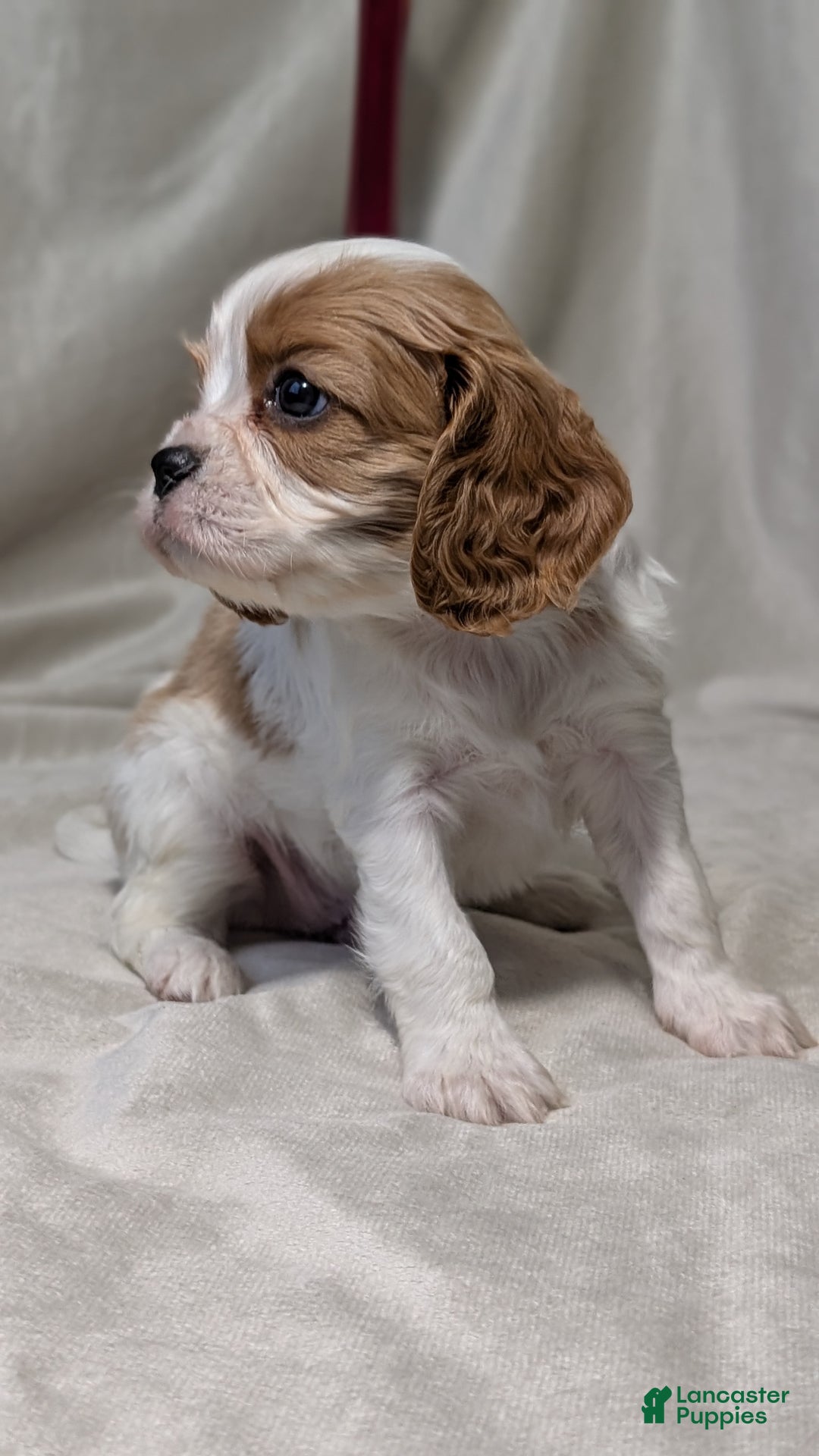 Cavalier King Charles Spaniel dogs for sale: Rover - Ad 11
