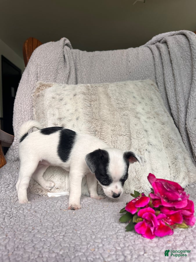 Chihuahua dogs Lilly - Ad 1