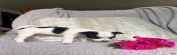 Chihuahua dogs for sale: Lilly - Ad 4