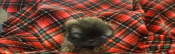 Shih Tzu dogs for sale: COOPER, Shih Tzu, Male, 10 weeks, AKC Champion Blood Line - Ad 7