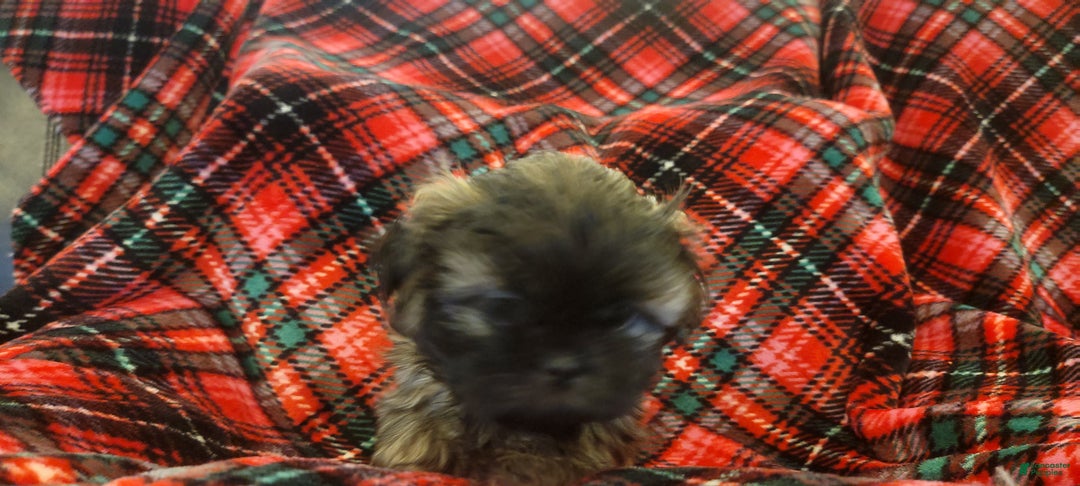 Shih Tzu dogs for sale: COOPER, Shih Tzu, Male, 10 weeks, AKC Champion Blood Line - Ad 7