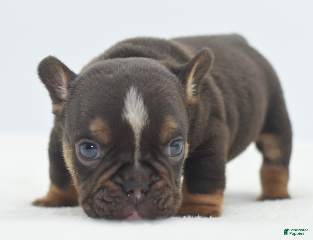 Mixed Breed dogs for sale: Kong micro bully hybrid  - Ad 1