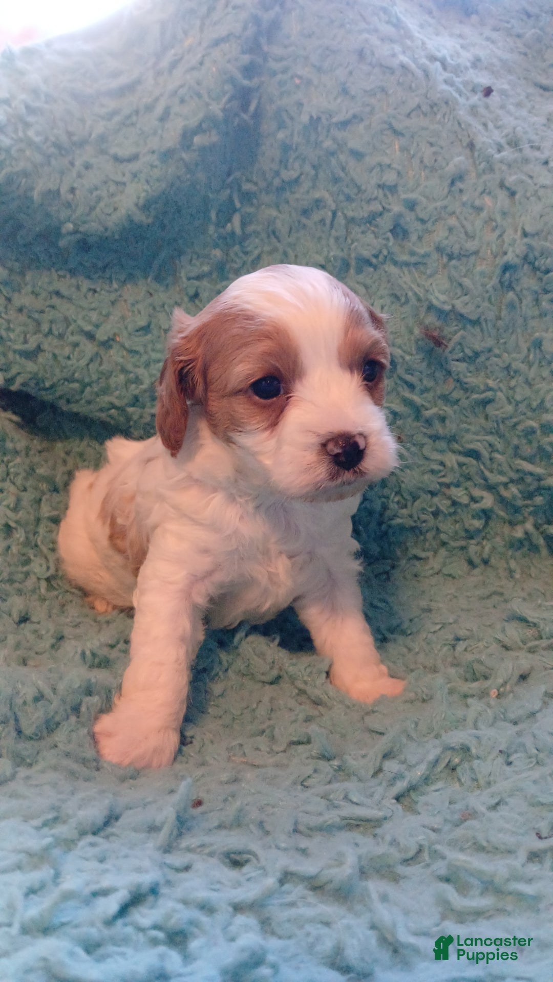 Cavapoo dogs for sale: Teddy Jr.  - Ad 3