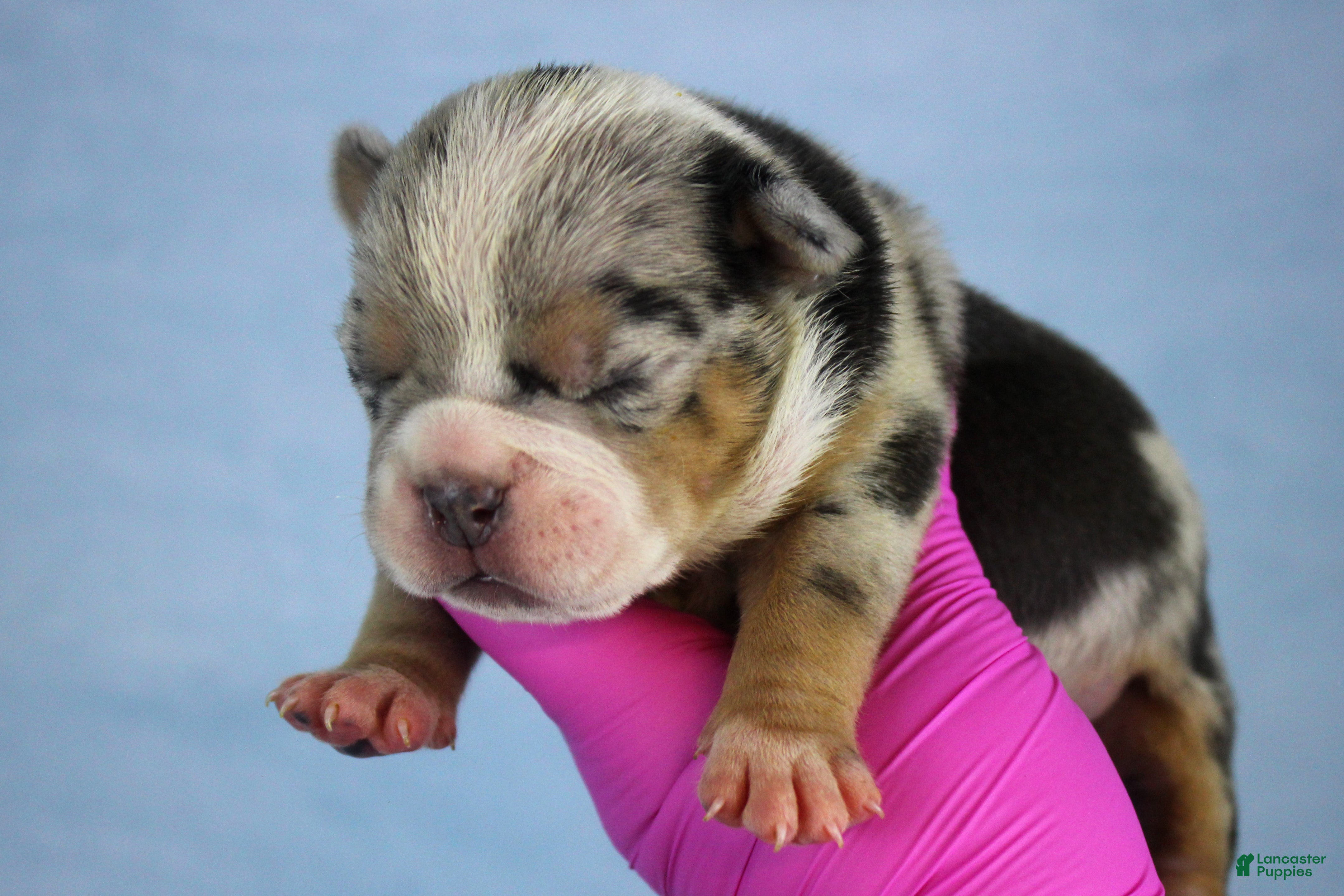 American Bully dogs Black Tri Merle Male - Ad 1