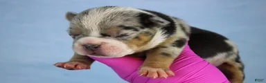 Black Tri Merle Male