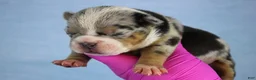American Bully dogs for sale: Black Tri Merle Male - Ad 1