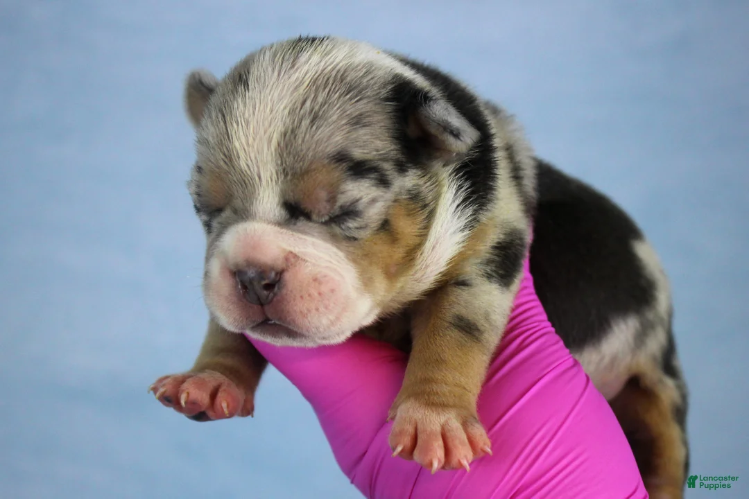 American Bully dogs for sale: Black Tri Merle Male - Ad 1