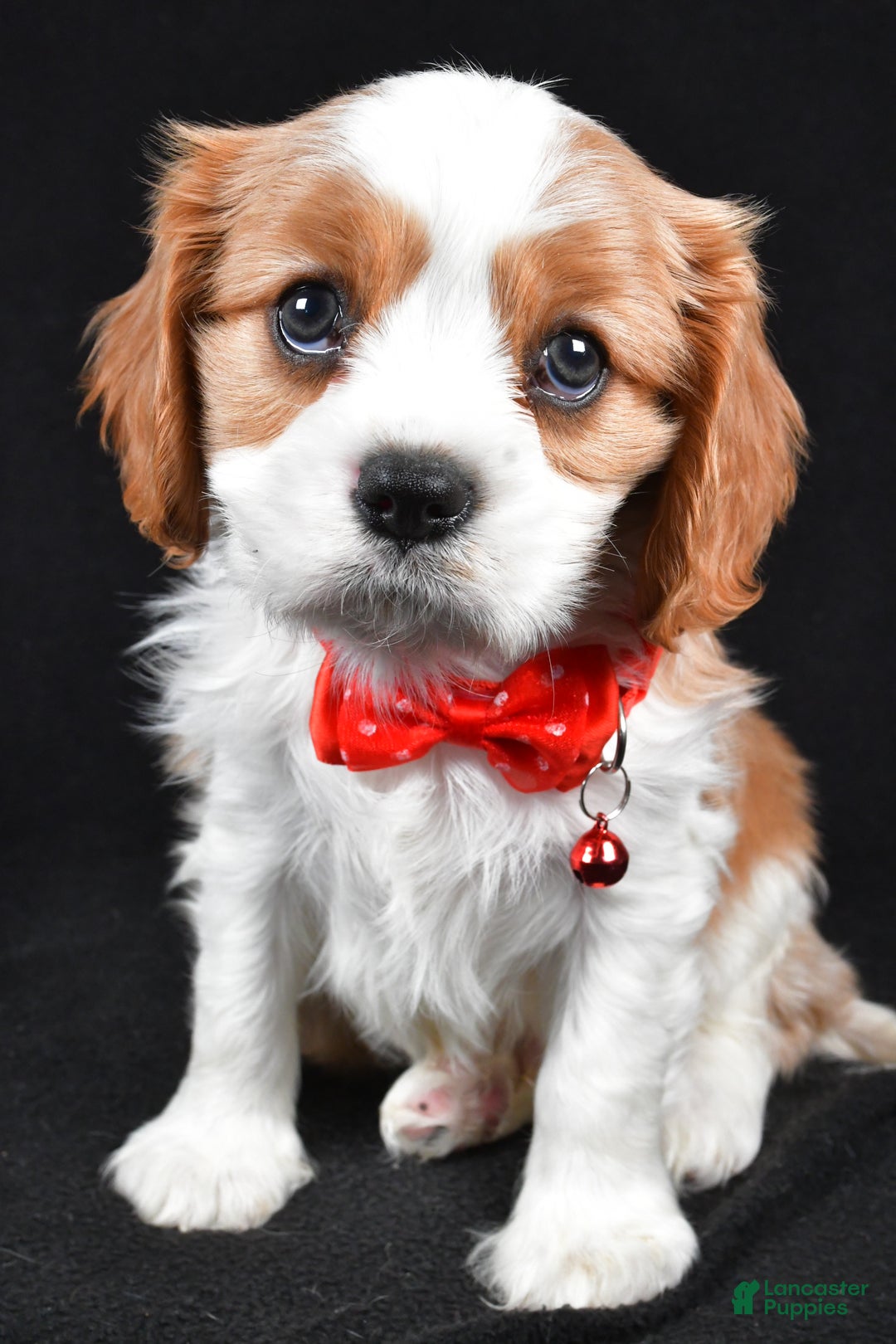 Cavalier King Charles Spaniel dogs for sale: Flash - Ad 7