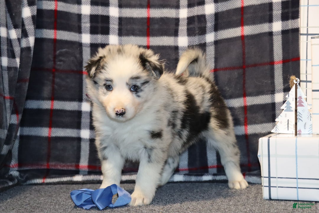 Border Collie dogs for sale: willow - Ad 2