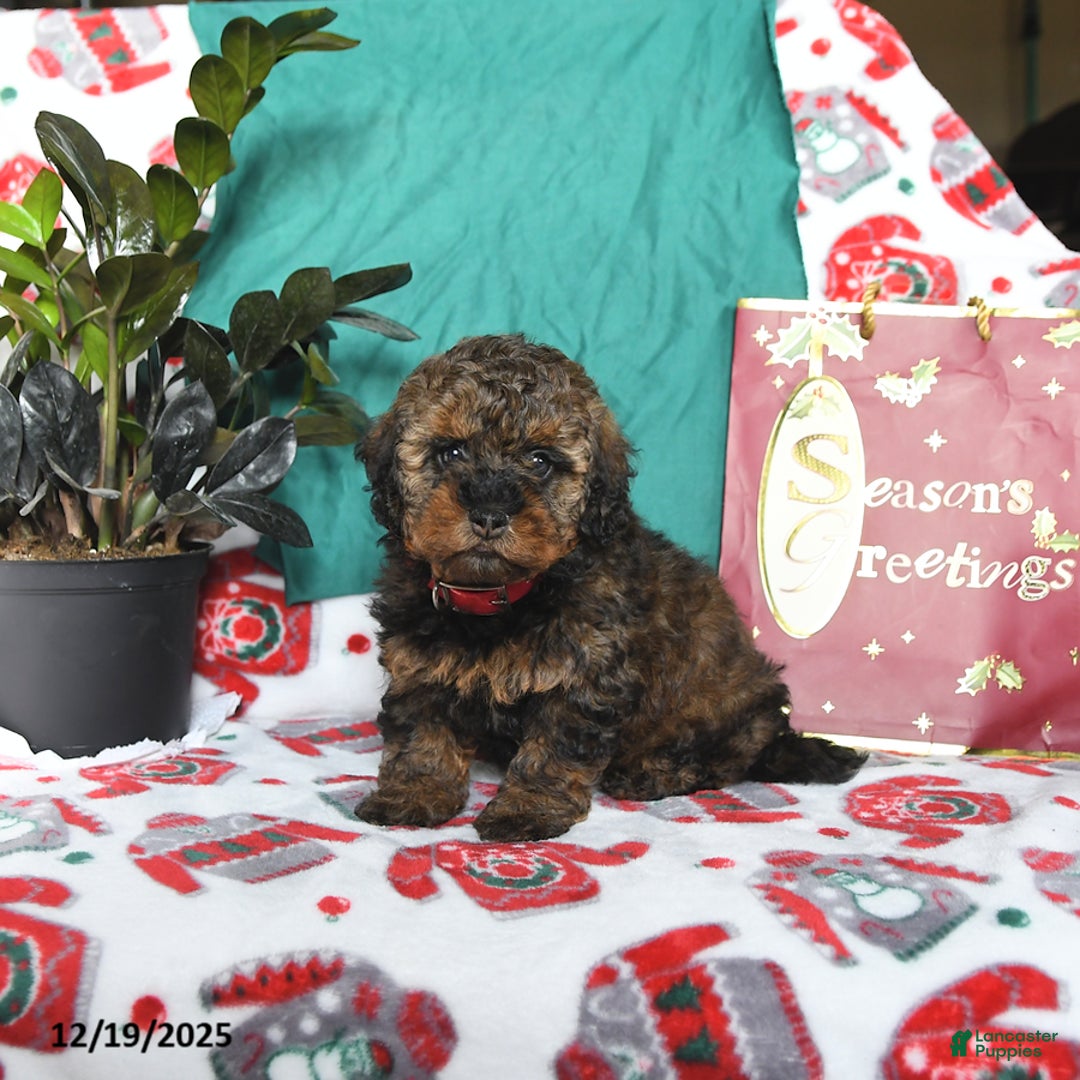 Cavapoo dogs for sale: Reese - Ad 1