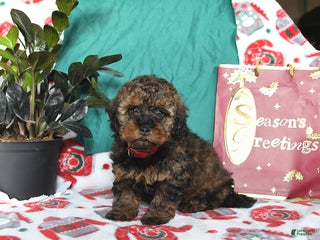 Cavapoo dogs Reese - Ad 5