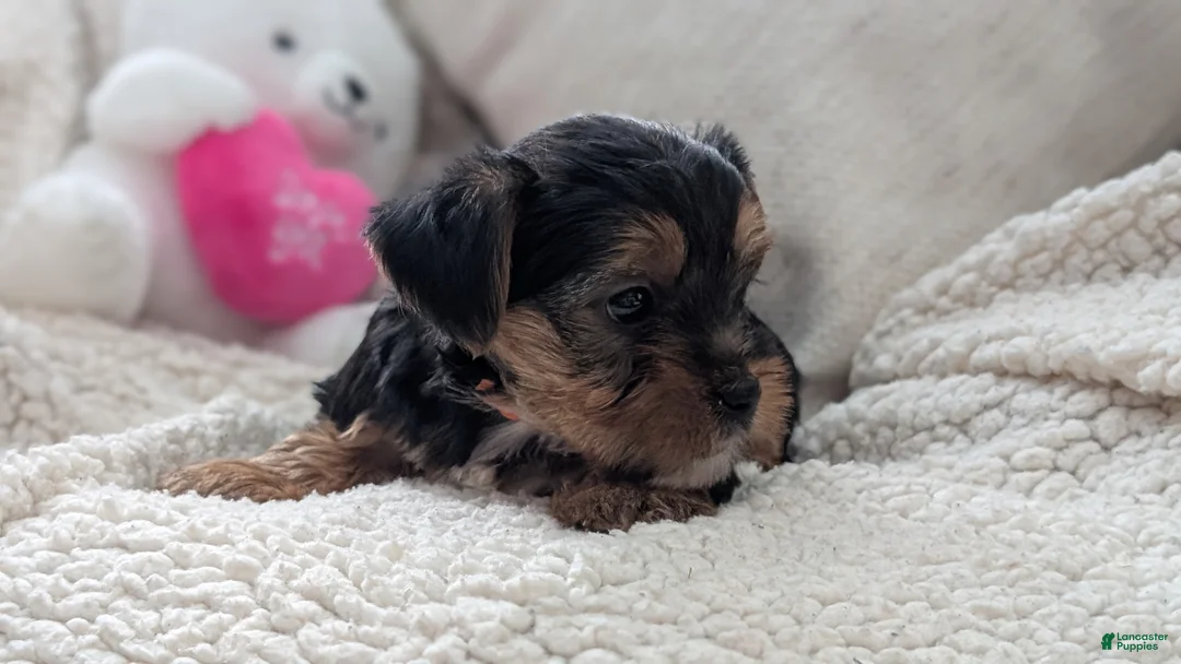 Yorkshire Terrier dogs for sale: Andor - Ad 5