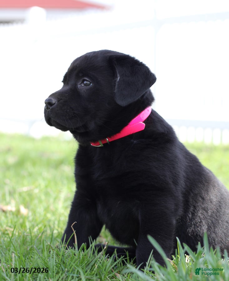 Labrador Retriever dogs Blessing - Ad 1