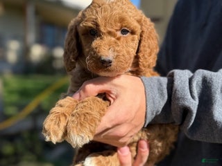 Irish Doodle dogs - Ad 6