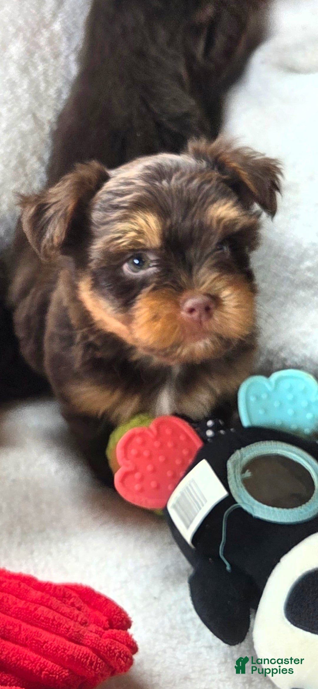 Yorkshire Terrier dogs Griz  - Ad 2