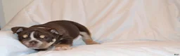 English Bulldog dogs for sale: Bucky (chocolate tri) - Ad 4
