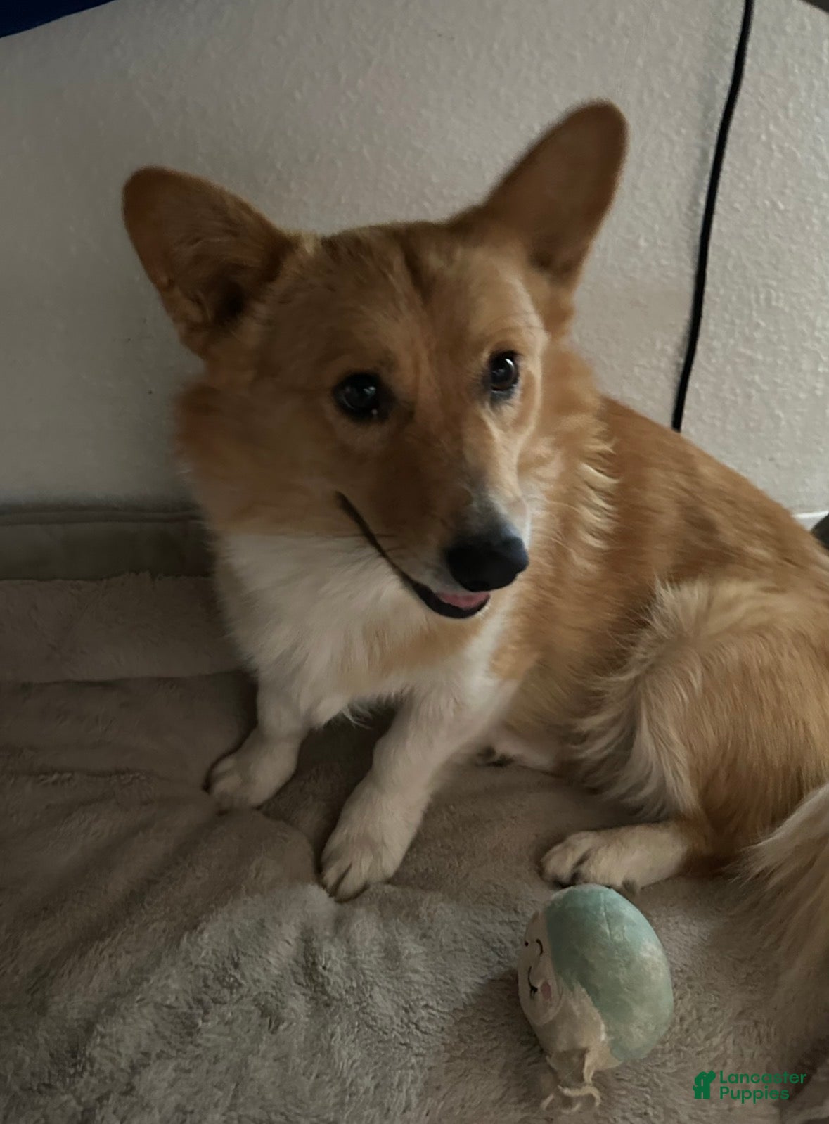 Welsh Corgi Pembroke dogs Pembroke welsh corgi - Ad 3
