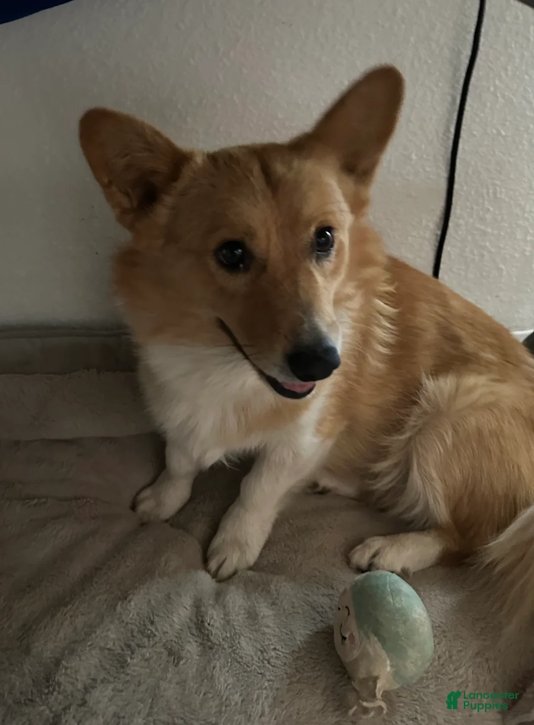 Welsh Corgi Pembroke dogs for sale: Pembroke welsh corgi - Ad 1