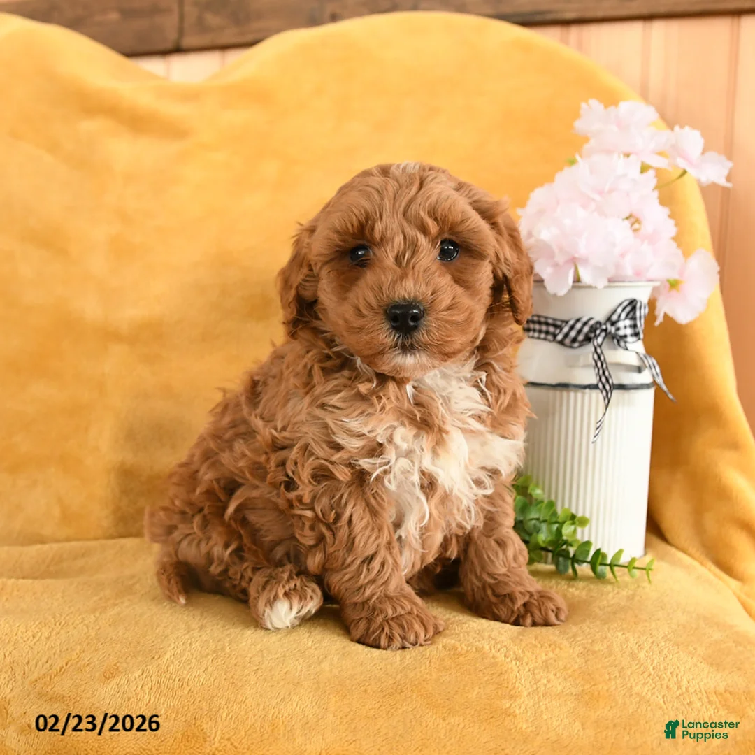 Cavapoo dogs for sale: Copper - Ad 2