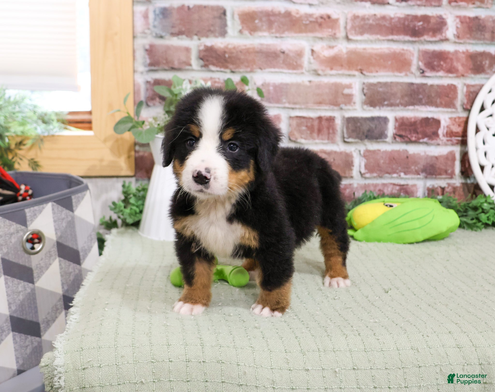 Bernese Mountain Dog dogs Patriot - Ad 5