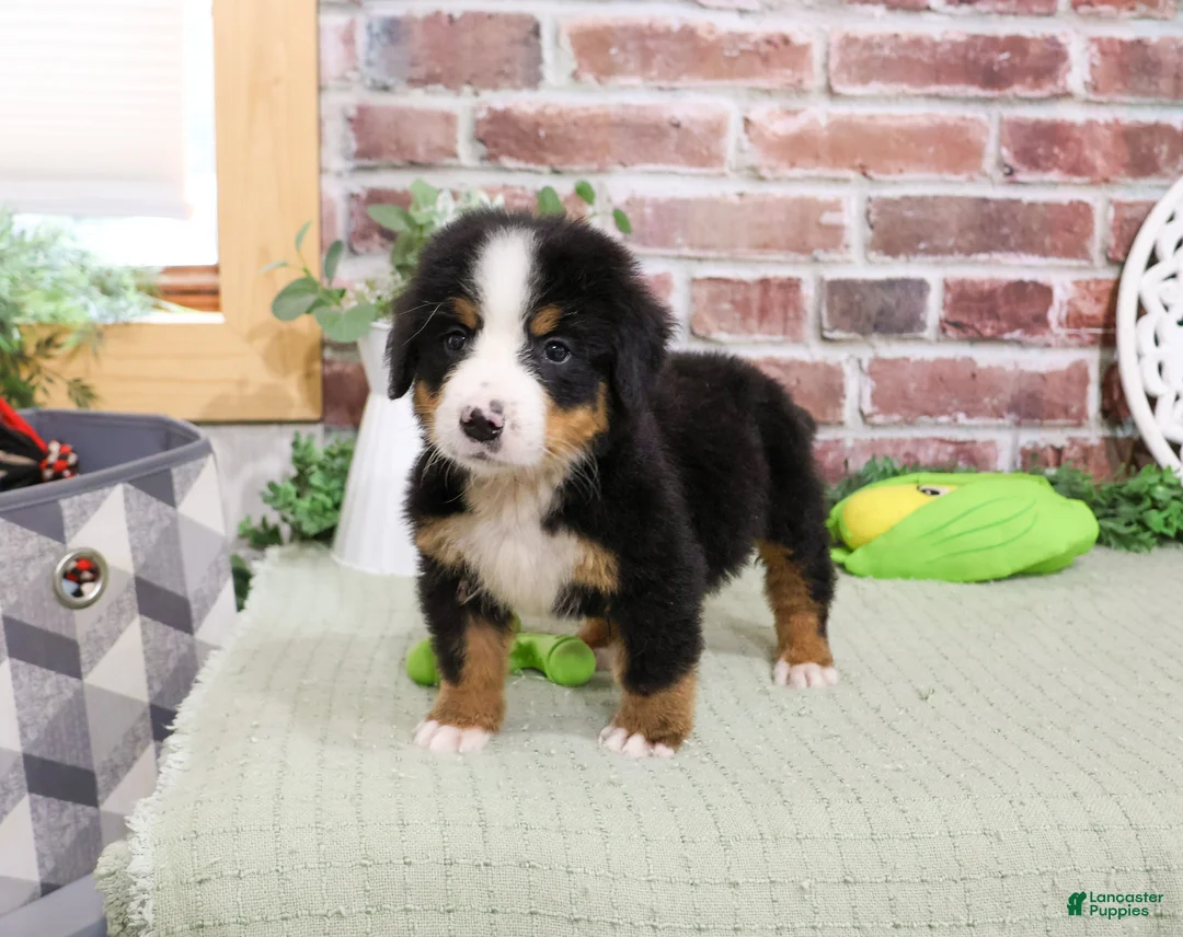 Bernese Mountain Dog dogs for sale: Patriot - Ad 1