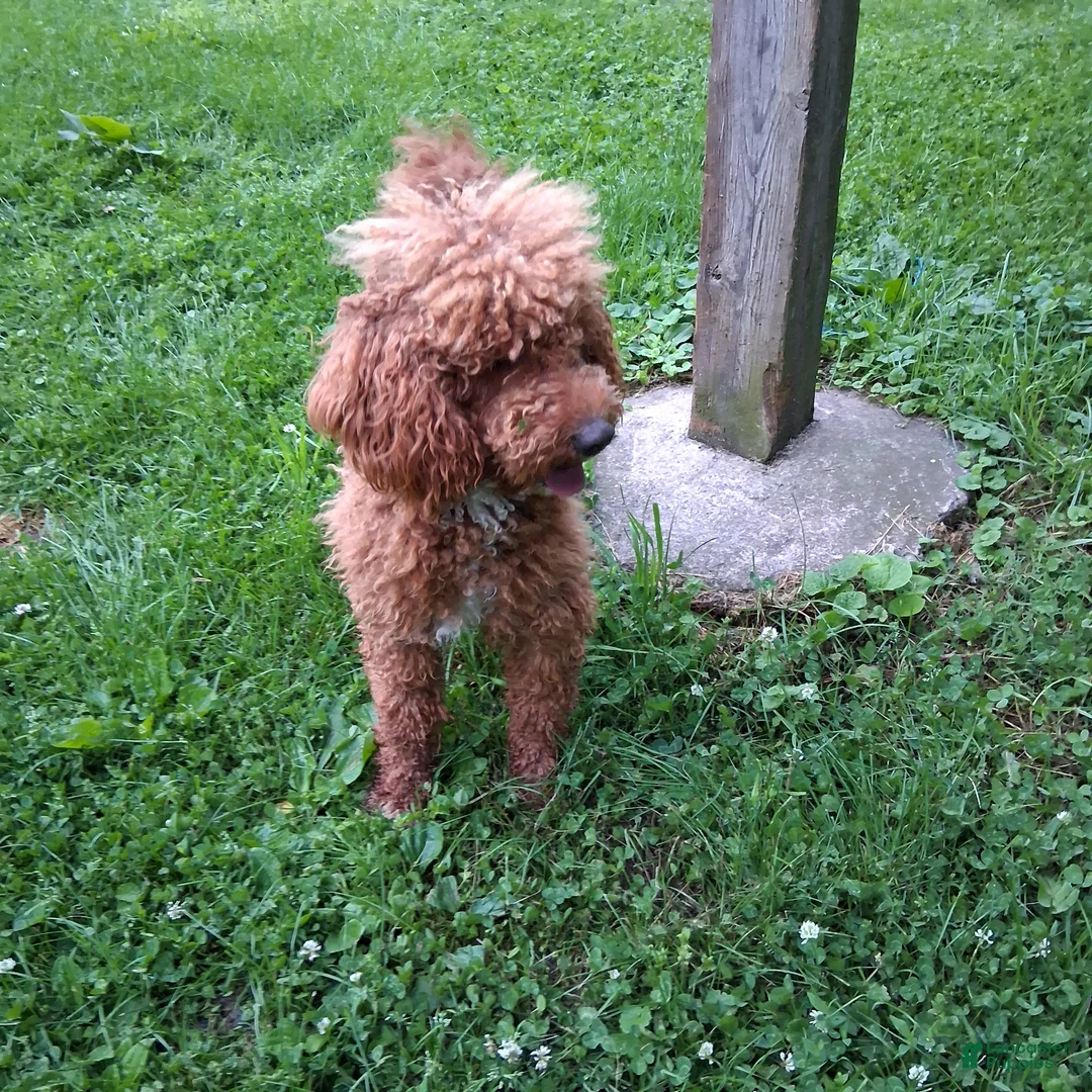 Mini Goldendoodle dogs for sale: Bentley  - Ad 1