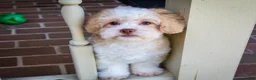 Shihpoo dogs for sale: Sullivan - Ad 5