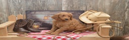 Goldendoodle dogs for sale: Rogen - Ad 2