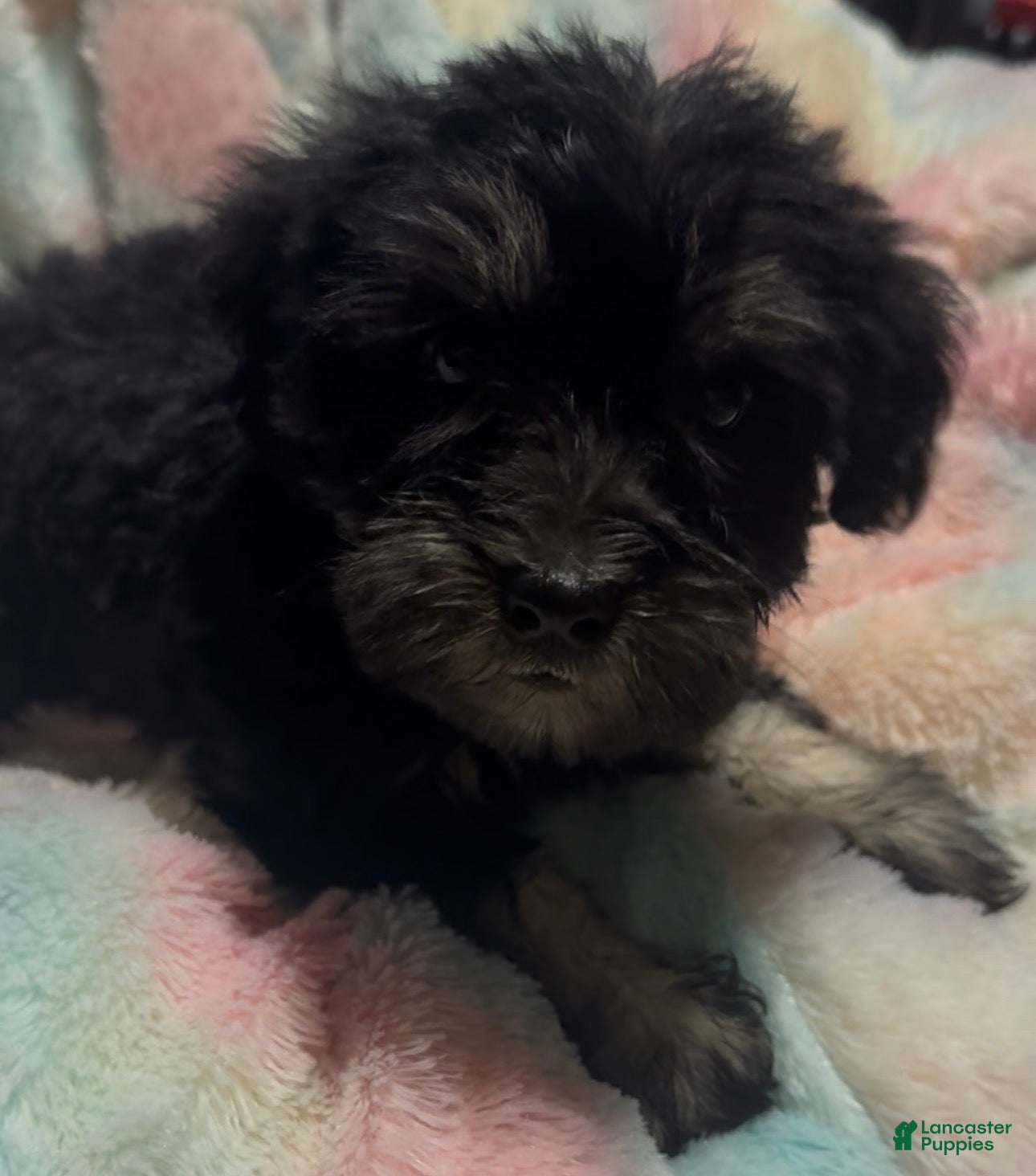 Miniature Schnauzer dogs Girl Pink - Ad 15