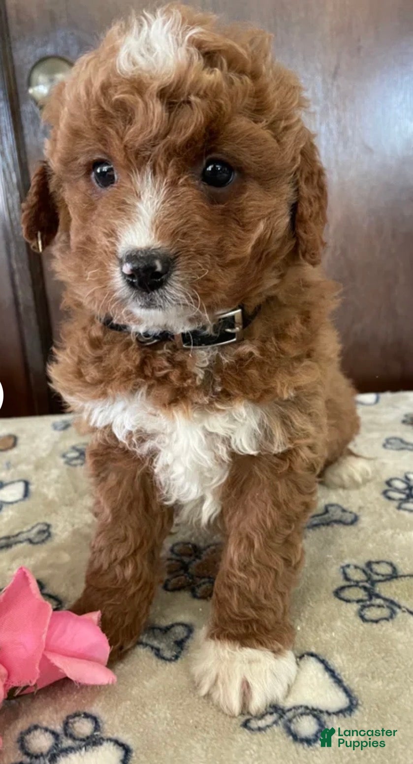 Mini Goldendoodle dogs Mini Goldendoodle Puppy 1 - Ad 27