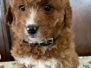 Mini Goldendoodle dogs Mini Goldendoodle Puppy 1 - Ad 8