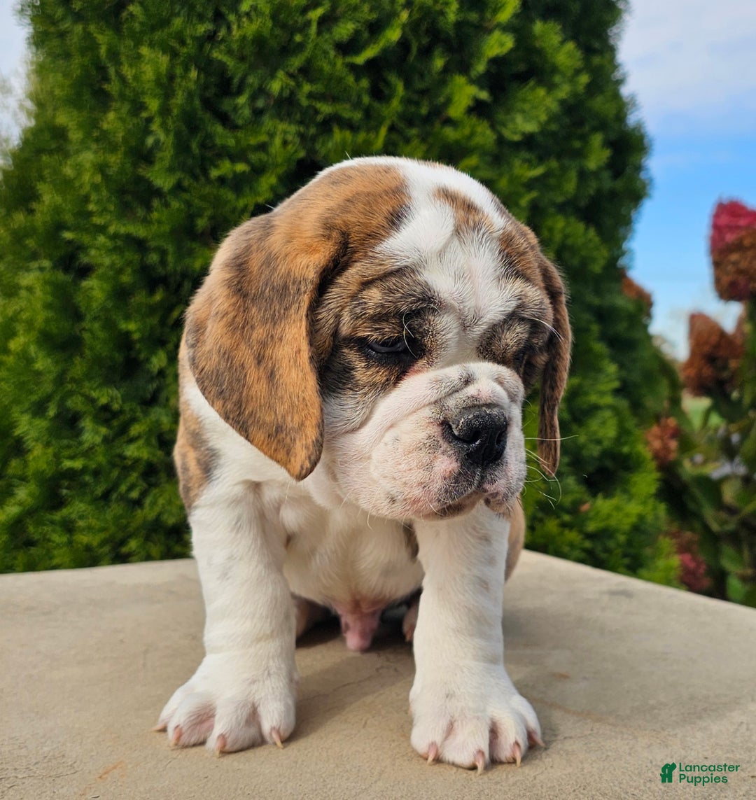 Toby for sale in Fredericksburg Lancaster Puppies