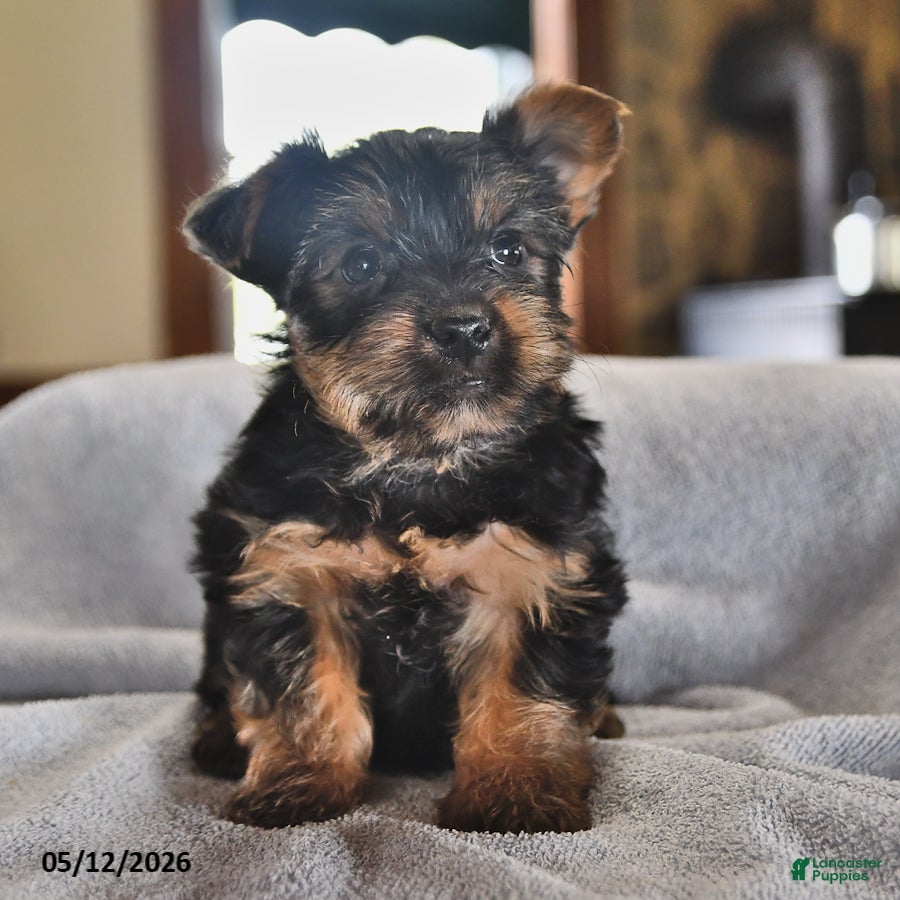 Yorkshire Terrier dogs Miney - Ad 1