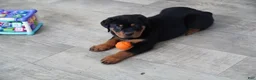 Rottweiler dogs for sale: Rocky - Ad 6