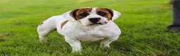 Beabull dogs for sale: Banjo - Ad 9