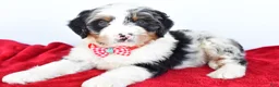 Mini Bernedoodle dogs for sale: Liam - Ad 7