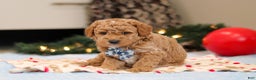 Goldendoodle dogs for sale: Florenzo - Ad 8