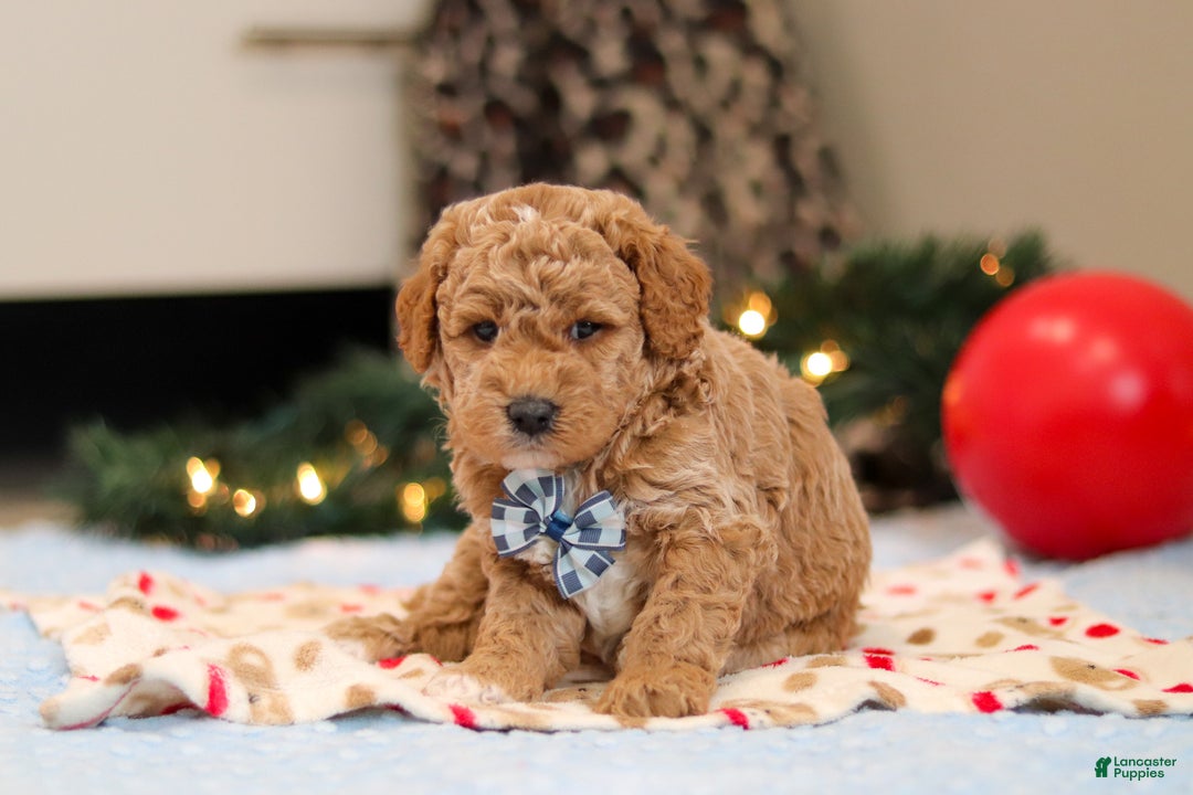 Goldendoodle dogs for sale: Florenzo - Ad 8