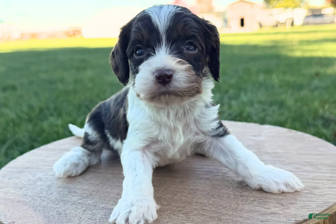 Cavapoo dogs for sale: Jazz - Ad 2