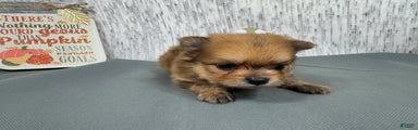 Pomeranian Puppy 2