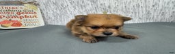 Pomeranian dogs for sale: Pomeranian Puppy 2 - Ad 1
